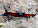 Roboastra gracilis