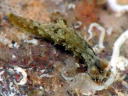 Polycera japonica