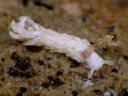 Aeolidiella alba