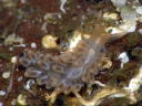 Anteaeolidiella [Old Aeolidiella] indica