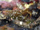 Aplysia oculifera