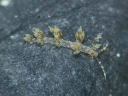 Cratena affinis