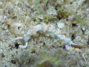 Flabellina bicolor
