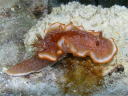 Glossodoris rufomarginata