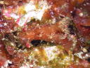 Plocamopherus ceylonicus