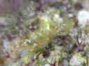 Hermaea sp. cf. evelinemarcusae