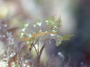 Hermaea sp. cf. evelinemarcusae