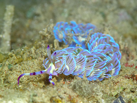 Sea Slug from Japan --- Pteraeolidia ianthina